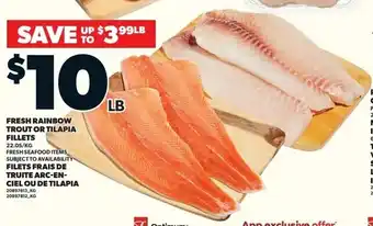 Fresh rainbow trout or tilapia fillets