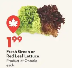 Longo's Fresh Green or Red Leaf Lettuce offer
