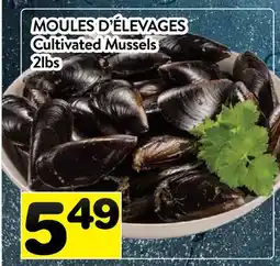 Supermarché PA MOULES D'ÉLEVAGES | Cultivated Mussels offer
