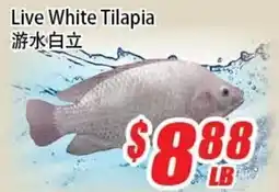 WinCo Food Mart Live White Tilapia offer