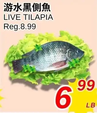 Live Tilapia