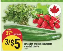 Marché Adonis coriander, english cucumbers or radish bunch offer