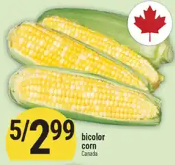 Marché Adonis bicolor corn offer