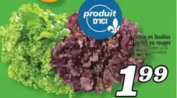 Marché Richelieu Laitue en feuilles vertes ou rouges Green or red leaf lettuce offer