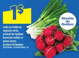 Maxi RADIS EN BOTTE OU OIGNONS VERTS | bunched radish or green onion offer