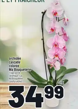 Metro ORCHIDÉE CASCADE COLORÉE MA BOUQUETERIE | MA BOUQUETERIE COLORFUL ORCHID offer