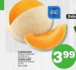 Marches Tradition CANTALOUPE offer