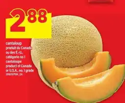 Maxi CANTALOUP offer