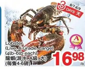 Lobster (Live, A Grade, Large)