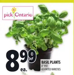 Metro BASIL PLANTS offer