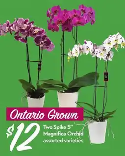 Longo's Two Spike 5 Magnifica Orchid offer