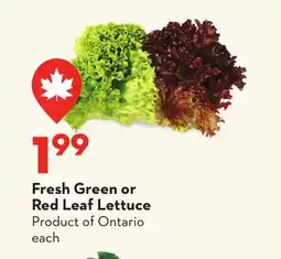 Longo's Fresh Green or Red Leaf Lettuce offer