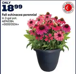 RONA Fall echinacea perennial offer