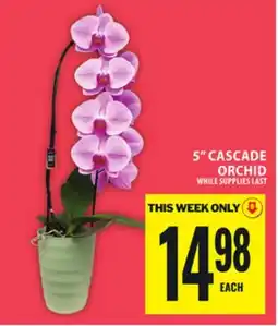 Food Basics 8POTTED BASIL offer