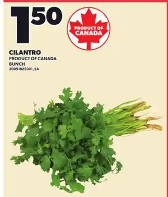 Loblaws CILANTRO, BUNCH offer