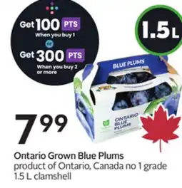 Sobeys Ontario Grown Blue Plums offer