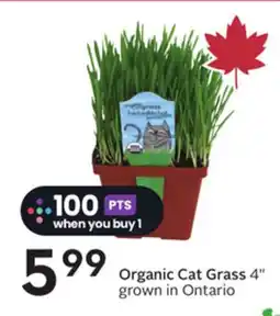 Sobeys Organic Cat Grass offer