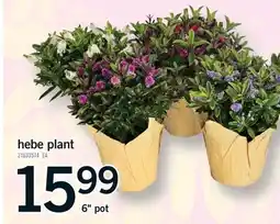 Fortinos HEBE PLANT, 6 POT offer