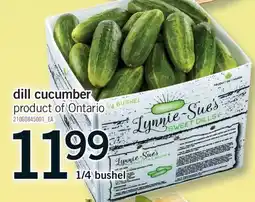 Fortinos DILL CUCUMBER, 1/4 BUSHEL offer