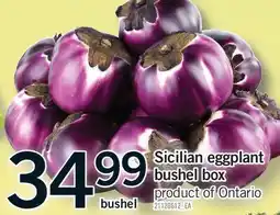 Fortinos SICILIAN EGGPLANT BUSHEL BOX, BUSHEL offer