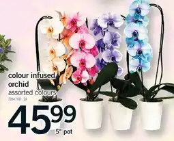 Fortinos COLOUR INFUSED ORCHID, 5 pot offer