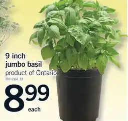 Fortinos 9 INCH JUMBO BASIL offer