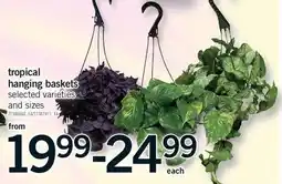 Fortinos TROPICAL HANGING BASKETS offer