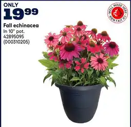 RONA Fall echinacea offer