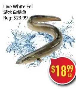 Full Fresh Supermarket Live White Eel offer