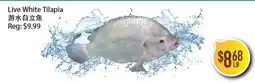 Full Fresh Supermarket Live White Tilapia offer