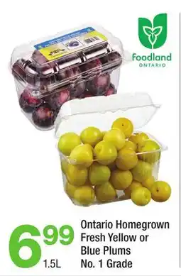 Highland Farms Ontario Homegrown Fresh Yellow or Blue Plums offer