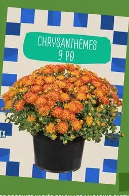 Marché Adonis CHRYSANTHÈMES offer