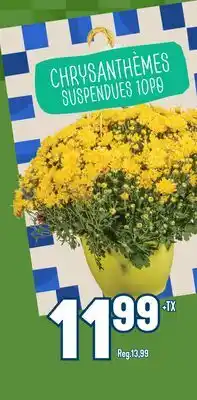 Marché Adonis CHRYSANTHÈMES SUSPENDUES offer