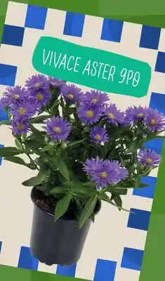 Marché Adonis VIVACE ASTER offer