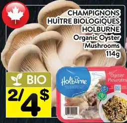 Supermarché PA CHAMPIGNONS HUÎTRE BIOLOGIQUES HOLBURNE | Organic Oyster Mushrooms offer