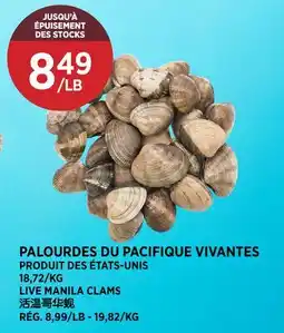 Kim Phat LIVE MANILA CLAMS offer