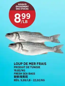 Kim Phat FRESH SEA BASS offer