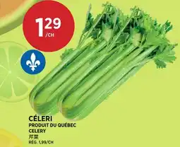 Kim Phat CELERY offer