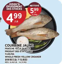 Kim Phat WHOLE FRESH YELLOW CROAKER offer