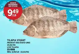 Kim Phat TILAPIA VIVANT offer