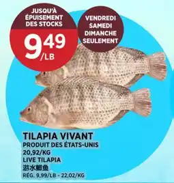 Kim Phat LIVE TILAPIA offer