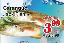 Marche C&T Carangue Jack Fish offer
