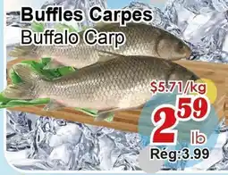 Marche C&T Buffalo Carp offer