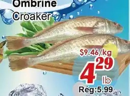 Marche C&T Ombrine Croaker offer