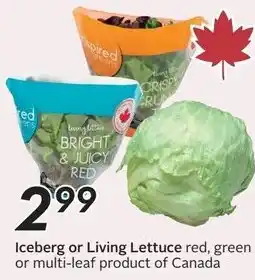 Sobeys Iceberg or Living Lettuce red, green or multi-leaf offer