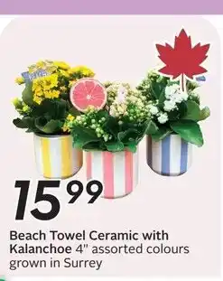 Sobeys Beach Towel Ceramic with Kalanchoe 4" offer