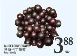 Al Premium Food Mart MUSCADCINE GRAPE offer