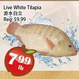 Food Depot Supermarket Live White Tilapia offer