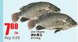 Terra Foodmart Live Tilapia offer