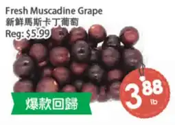 Fresh Palace Supermarket Fresh Muscadine Grape offer